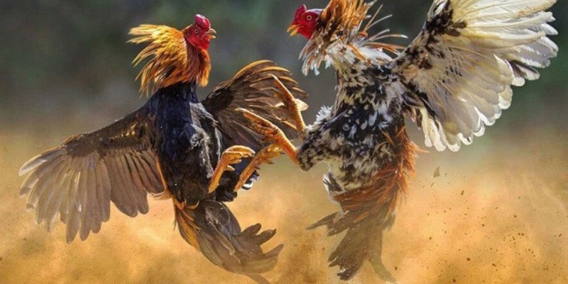 Kinh nghiệm huấn luyện chiến kê có vảy tam tài